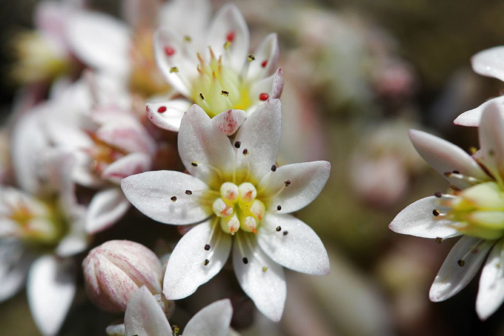 Sedum dasyphyllum / Borracina cinerea